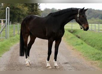 Holsteiner, Hongre, 8 Ans, 170 cm, Bai brun