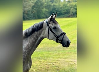 Holsteiner, Hongre, 8 Ans, 170 cm, Gris