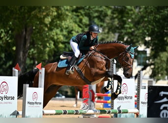 Holsteiner, Hongre, 8 Ans, 171 cm, Bai