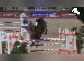 Holsteiner, Hongre, 8 Ans, 172 cm, Bai