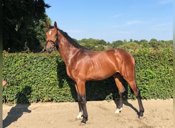 Holsteiner, Hongre, 8 Ans, 172 cm, Bai