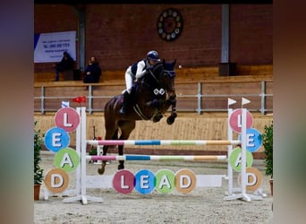 Holsteiner, Hongre, 8 Ans, 173 cm, Bai brun