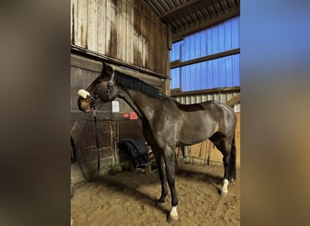 Holsteiner, Hongre, 8 Ans, 175 cm, Bai brun