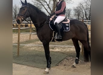 Holsteiner, Hongre, 8 Ans, 175 cm, Bai brun