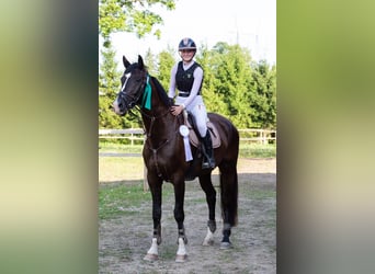 Holsteiner, Hongre, 8 Ans, 175 cm, Bai brun