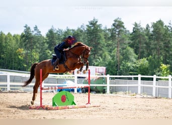 Holsteiner, Hongre, 8 Ans, 178 cm, Alezan