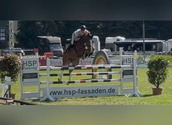Holsteiner, Hongre, 8 Ans, 179 cm, Alezan