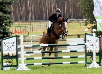 Holsteiner, Hongre, 8 Ans, 179 cm, Alezan