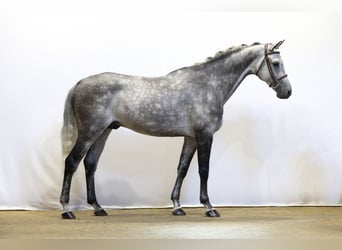 Holsteiner, Hongre, 9 Ans, 164 cm, Gris
