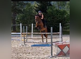 Holsteiner, Hongre, 9 Ans, 168 cm, Bai