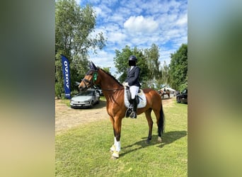 Holsteiner, Hongre, 9 Ans, 170 cm, Bai