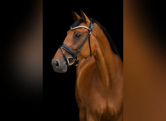 Holsteiner, Hongre, 9 Ans, 170 cm, Bai
