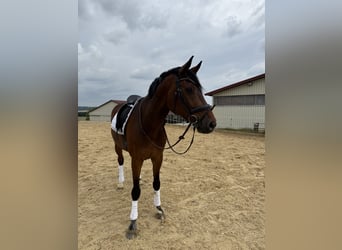 Holsteiner, Hongre, 9 Ans, 170 cm, Bai