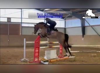 Holsteiner, Hongre, 9 Ans, 172 cm, Bai