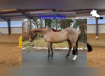 Holsteiner, Hongre, 9 Ans, 172 cm, Bai