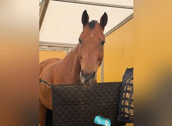 Holsteiner, Hongre, 9 Ans, 173 cm