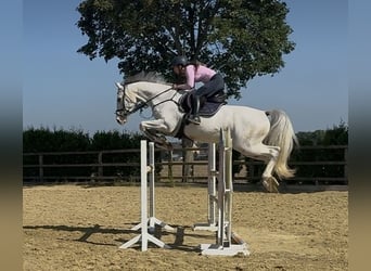 Holsteiner, Hongre, 9 Ans, 173 cm, Gris