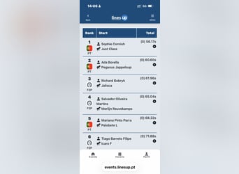 Holsteiner, Hongre, 9 Ans, 174 cm, Bai