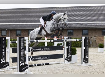 Holsteiner, Hongre, 9 Ans, 175 cm, Gris