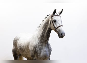 Holsteiner, Hongre, 9 Ans, 175 cm, Gris