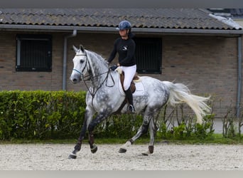 Holsteiner, Hongre, 9 Ans, 175 cm, Gris
