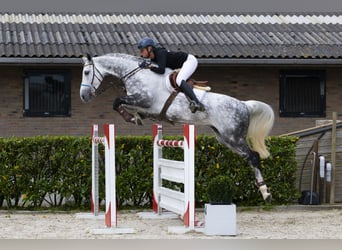 Holsteiner, Hongre, 9 Ans, 175 cm, Gris