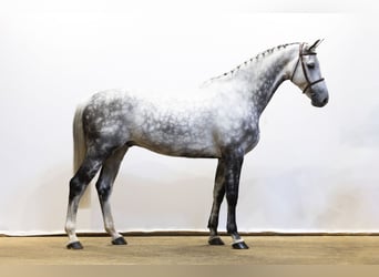 Holsteiner, Hongre, 9 Ans, 175 cm, Gris
