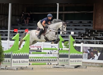 Holsteiner, Jument, 10 Ans, 167 cm, Gris