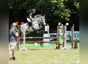 Holsteiner, Jument, 10 Ans, 167 cm, Gris