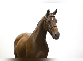 Holsteiner, Jument, 10 Ans, 170 cm, Bai