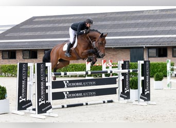 Holsteiner, Jument, 10 Ans, 170 cm, Bai
