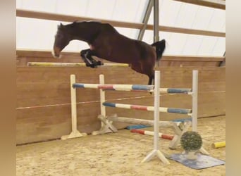 Holsteiner, Jument, 10 Ans, 172 cm, Bai brun