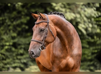 Holsteiner, Jument, 10 Ans, 172 cm, Bai