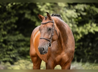 Holsteiner, Jument, 10 Ans, 172 cm, Bai