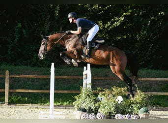 Holsteiner, Jument, 10 Ans, 172 cm, Bai