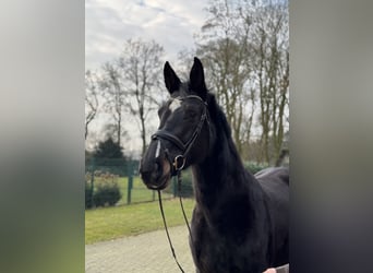 Holsteiner, Jument, 10 Ans, 175 cm, Bai brun foncé