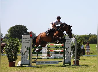 Holsteiner, Jument, 10 Ans, 184 cm, Bai