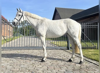Holsteiner, Jument, 11 Ans, 162 cm, Gris