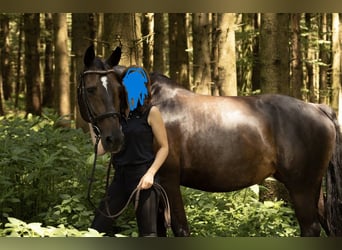 Holsteiner, Jument, 11 Ans, 165 cm, Bai brun foncé