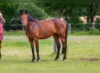 Holsteiner, Jument, 11 Ans, 165 cm, Bai