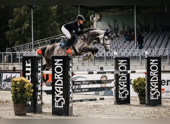 Holsteiner, Jument, 11 Ans, 166 cm, Gris