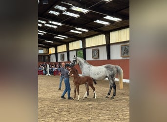 Holsteiner, Jument, 11 Ans, 166 cm, Gris