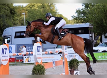 Holsteiner, Jument, 11 Ans, 167 cm, Bai