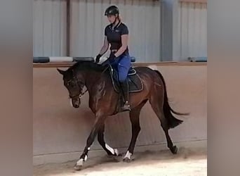 Holsteiner, Jument, 11 Ans, 168 cm, Bai brun