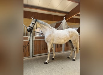 Holsteiner, Jument, 11 Ans, 168 cm, Gris