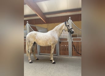 Holsteiner, Jument, 11 Ans, 168 cm, Gris