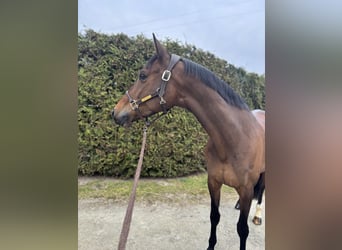 Holsteiner, Jument, 11 Ans, 170 cm, Bai brun
