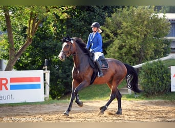 Holsteiner, Jument, 11 Ans, 173 cm, Bai brun