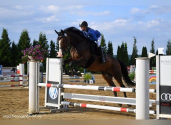Holsteiner, Jument, 11 Ans, 173 cm, Bai brun