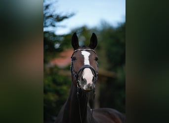 Holsteiner, Jument, 11 Ans, 173 cm, Bai brun